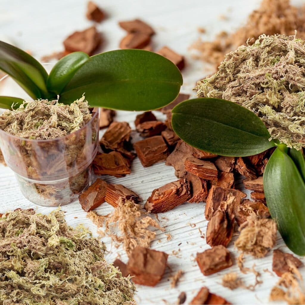 Musgo Sphagnum 100% Natural - Retenção de Umidade, Enraizamento e Substrato para Orquídeas e Plantas Esfagno