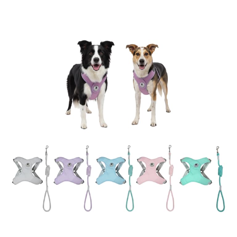 Coleira para cachorro Guia + Peitoral, pet, cachorro acessórios, resistente e estilo, Raças Médias