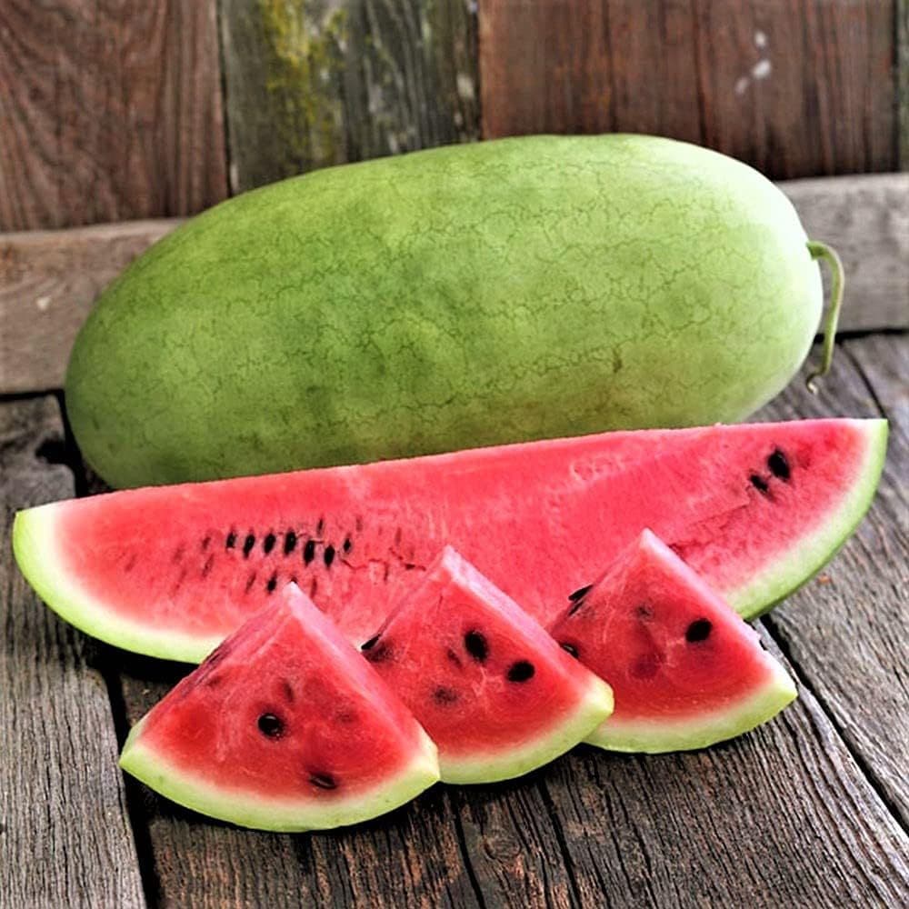Sementes de Melancia Charleston Gray – Frutos Grandes, Polpa Vermelha Muito Doce e Produtiva