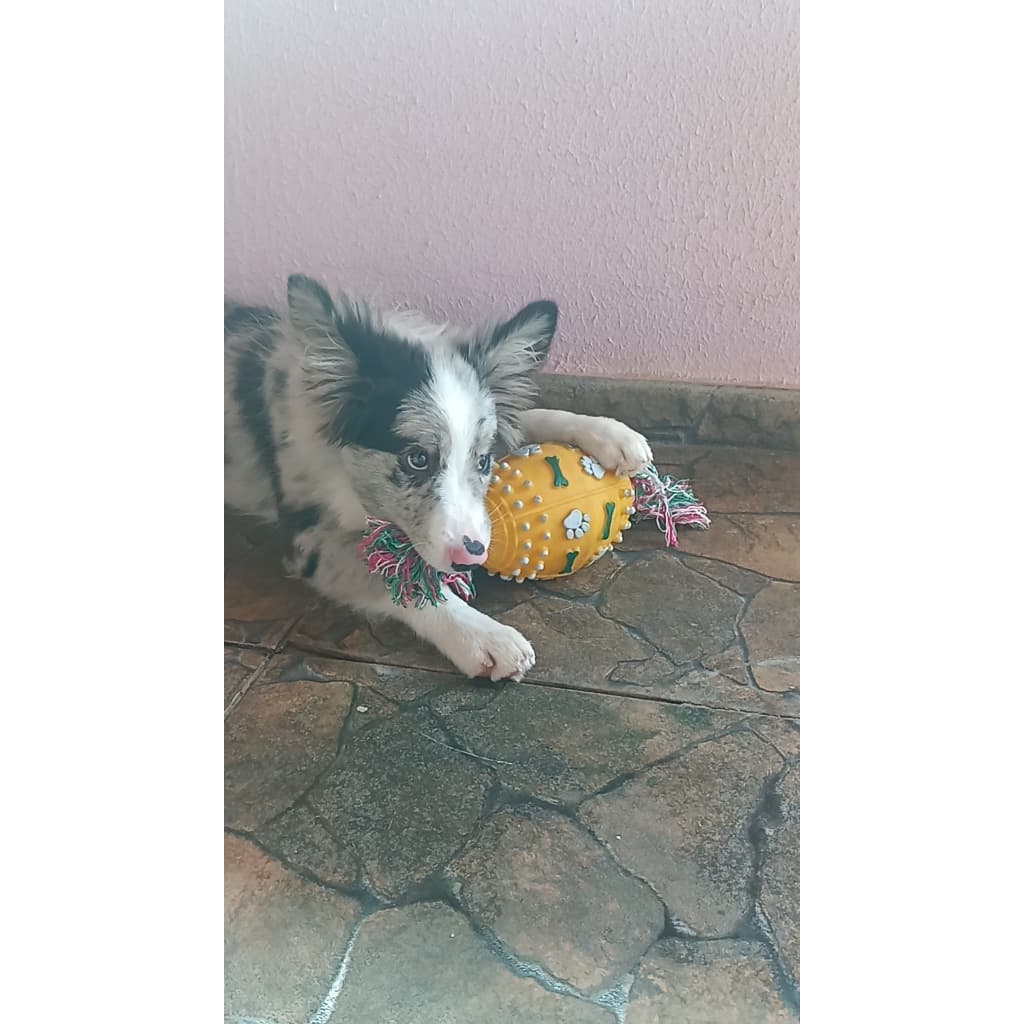 Mordedor Pet Bola Futebol Americano C/ Corda 30 cm Colorido