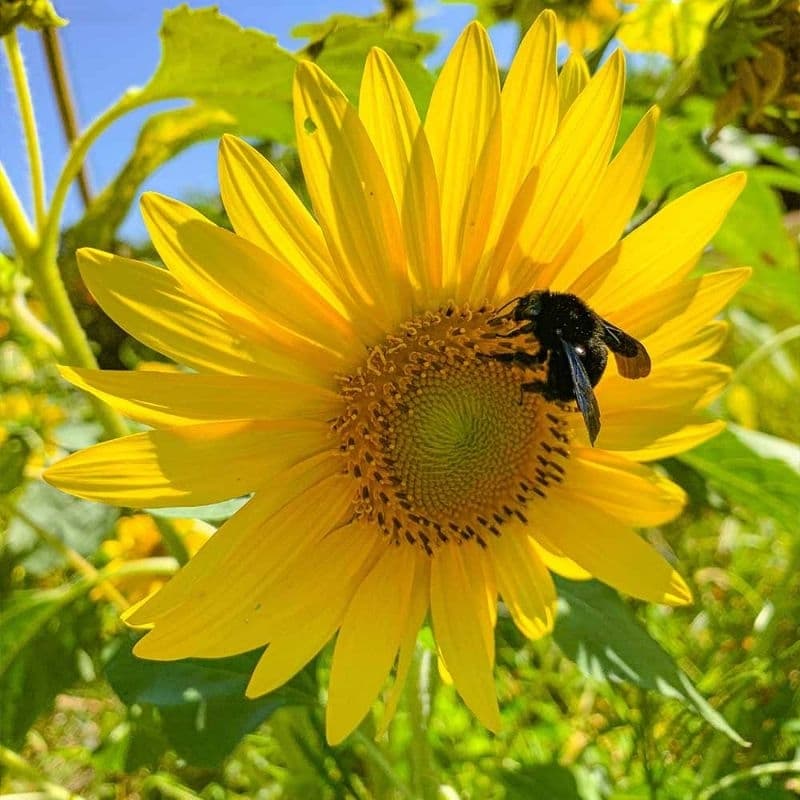 Girassol Amarelo  Helianthus annuus 35 sementes - e 5 grs chá folhas de amora
