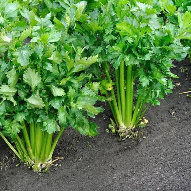 Salsão, Apium graveolens 35 sementes - 5grs folhas de chá