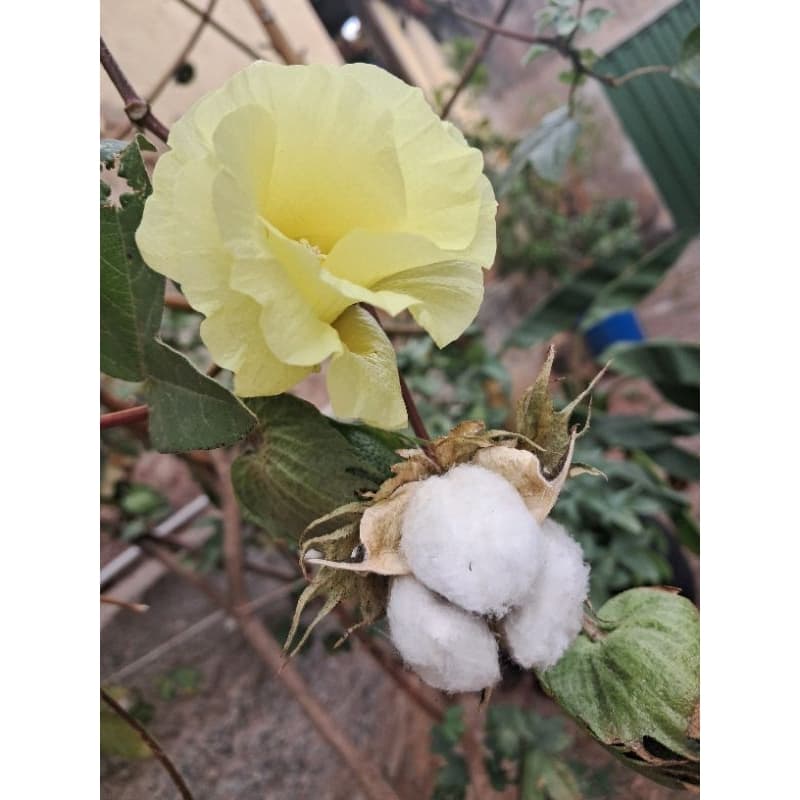 Algodão, Gossypium spp. folhas de chá e sementes
