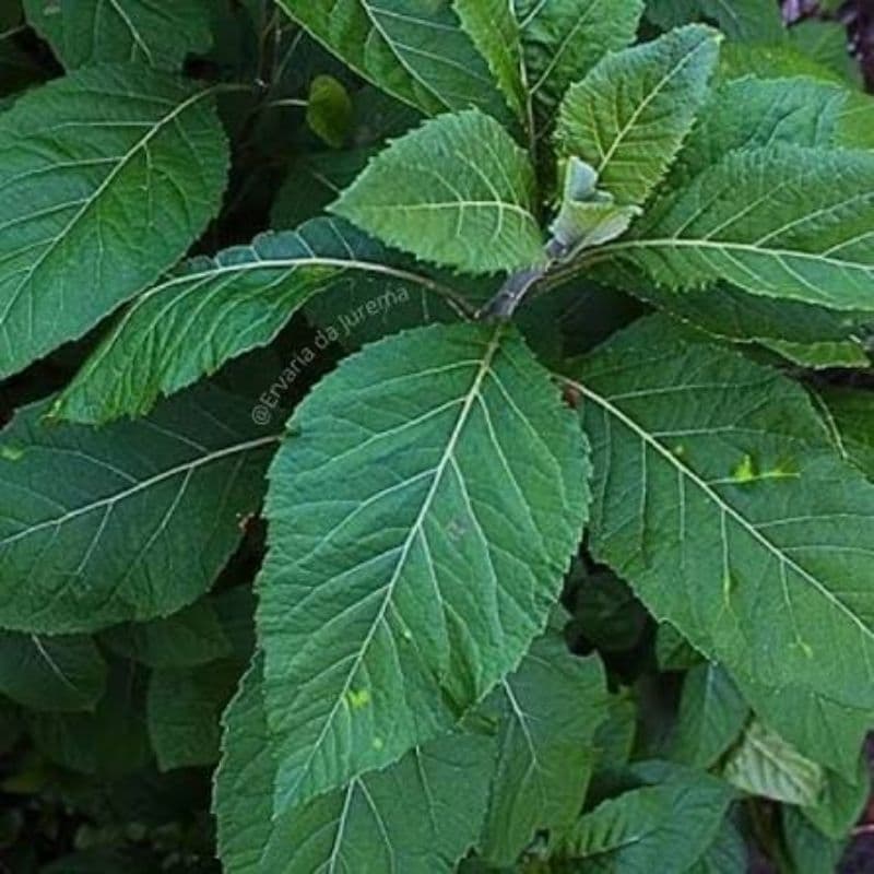 Alumã, Gymnanthemum amygdalinum, Boldo Indígena, boldo baiano 25 sementes e 5 grs de folhas desidratadas de chá.