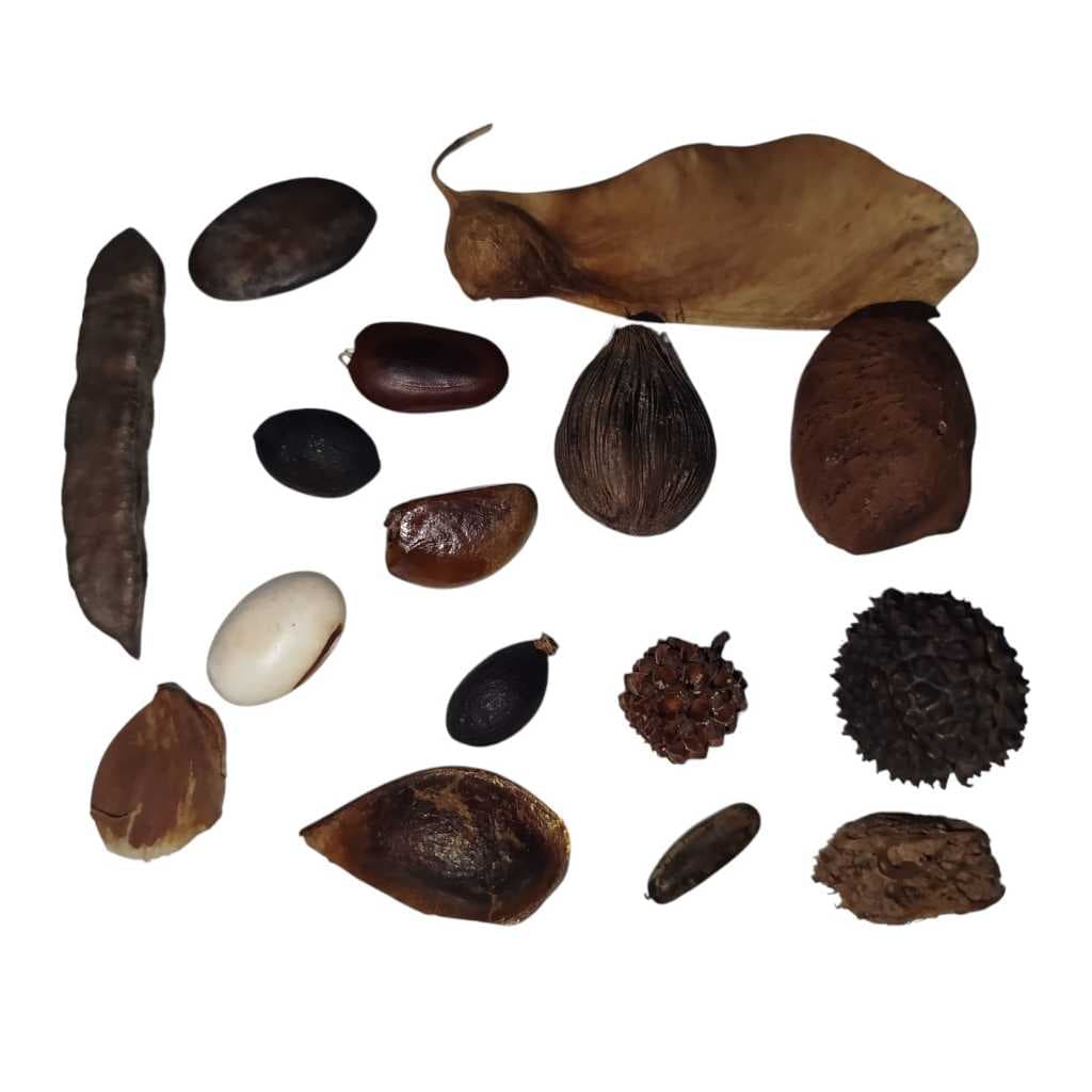 KIT 16 FAVAS NATURAIS DIVERSAS
