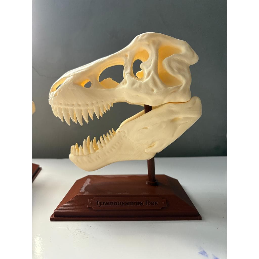 Crânio Tiranossauro Rex - T-Rex