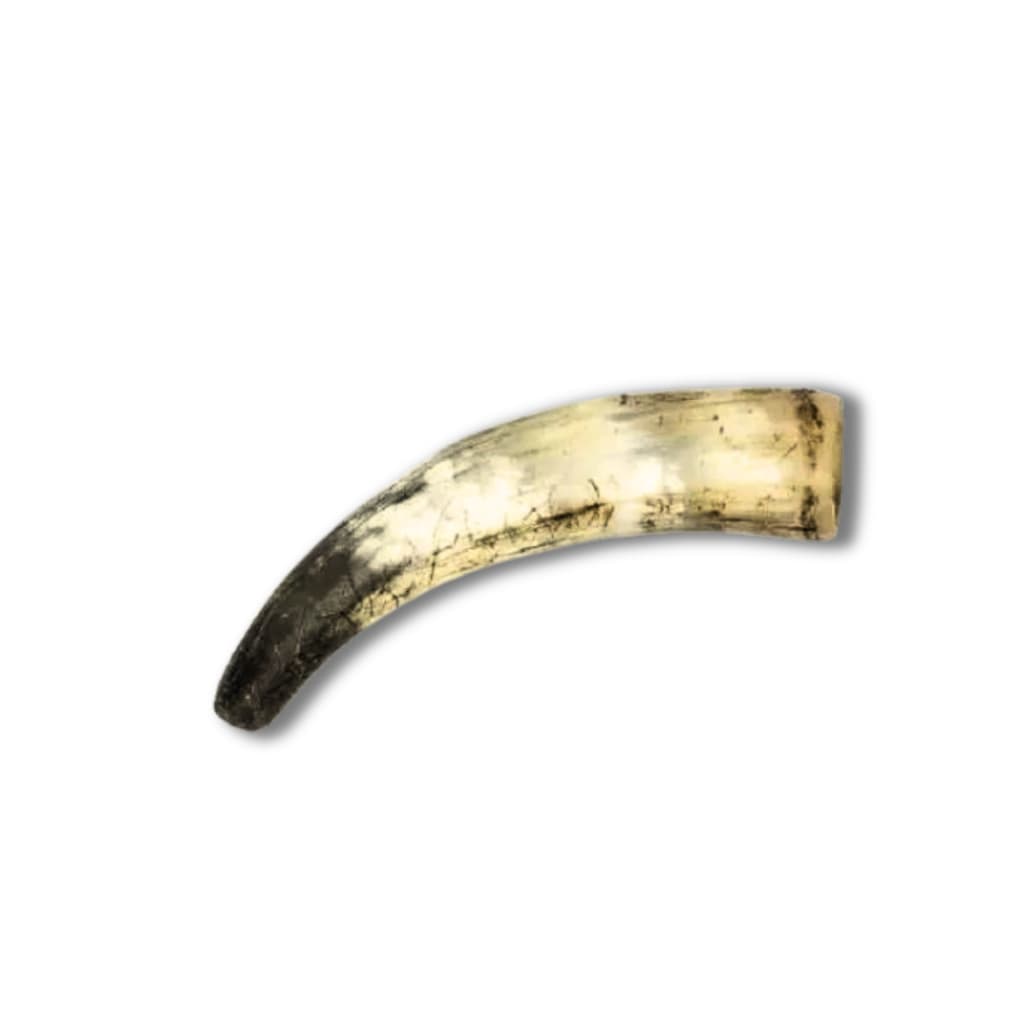 Chifre Bovino Inteiro Com Ponta Extra Grande Maior De 25 Cm