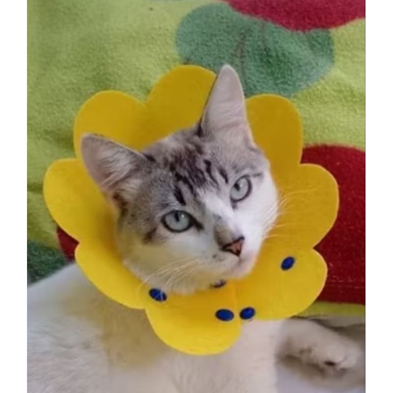 Colar Elizabetano Pet Cães Gatos Protetor Cirúrgico Feridas Tamanho-M