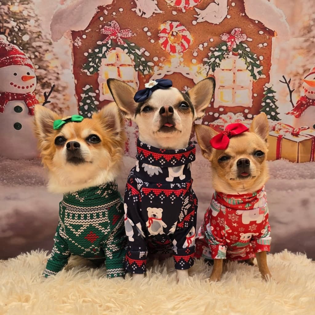 Roupa pet natal camiseta para cachorro e gato