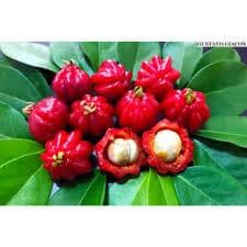 10 Sementes de Pitanga Vermelha ou Preta ( fruta ) Orgânicas sem agrotóxicos;