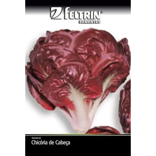 10 sementes de chicoria de cabeça (potenza)