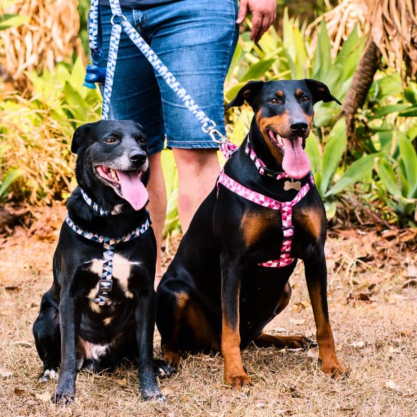 Guia Dupla Para Passeio Com Dois Cães ZaraBlue
