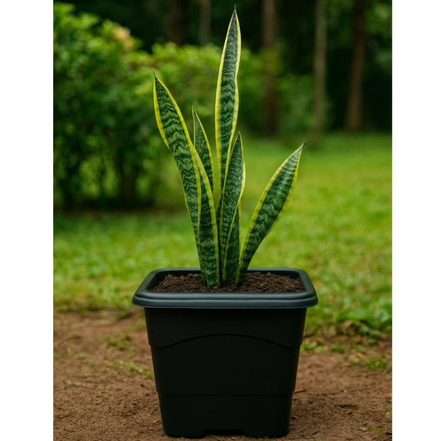 Kit 6 Vaso Quadrado 10 Litros Preto Reforçado Planta Flores