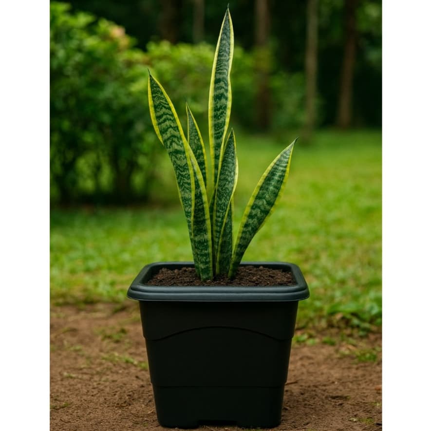 Kit 10 Vaso Quadrado 3 Litros Preto Reforçado Planta Flores
