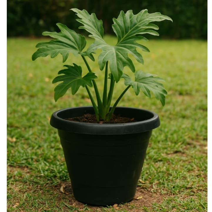 Kit 10 Vaso Redondo 3,5 Litros Preto Reforçado Planta Flores