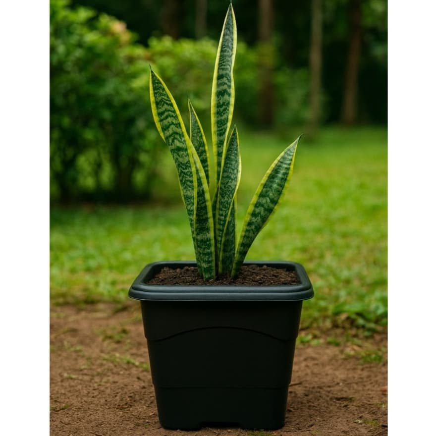 Kit 5 Vaso Quadrado 3 Litros Preto Reforçado Planta Flores