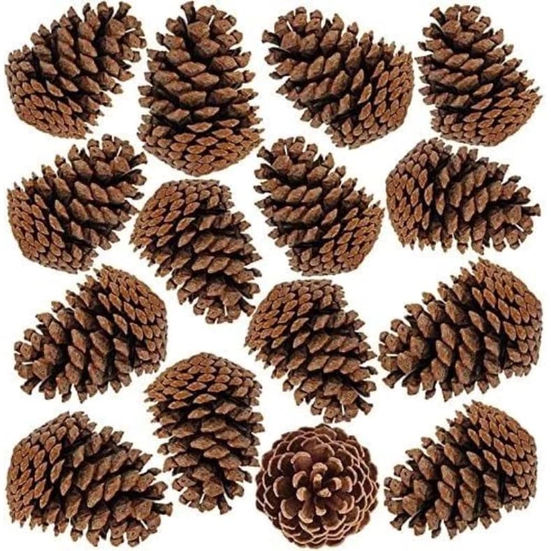 Kit 20 Pinha Natural 7-12 cm Artesanato Decoração Enfeite Natal Animais Roedores e Aves Psitacídeos + Brinde