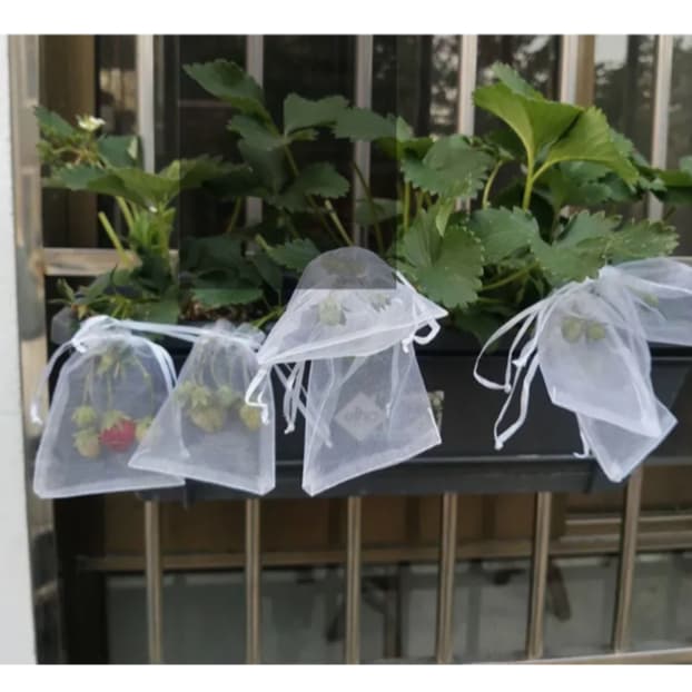 50 Sacos Para Proteção Frutas No Pe Lavável 10x14 cm