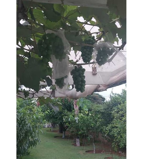 25 Saco Organza Protege Fruta No Pé Lavável Para Uva (20x30)