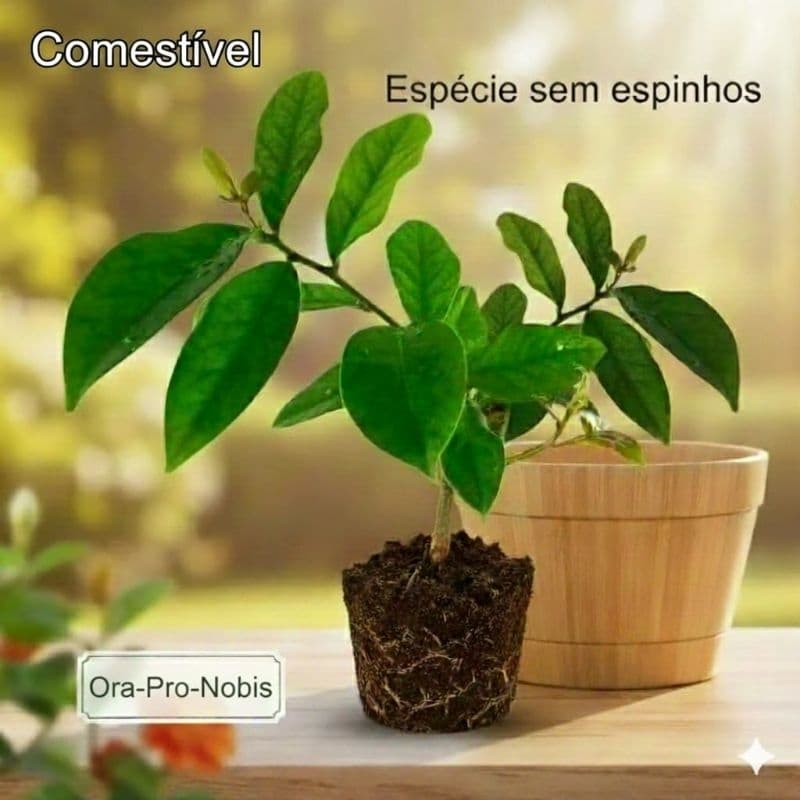 Muda Ora Pro Nobis Comestível e Sem Espinhos