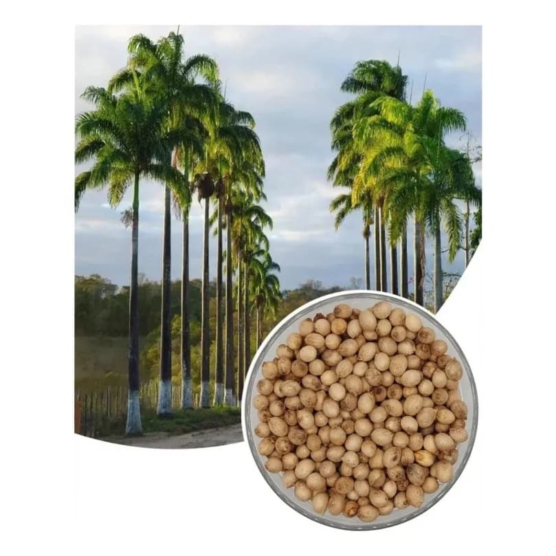 Sementes Frescas de Palmeira Imperial Para Plantio Coqueiro