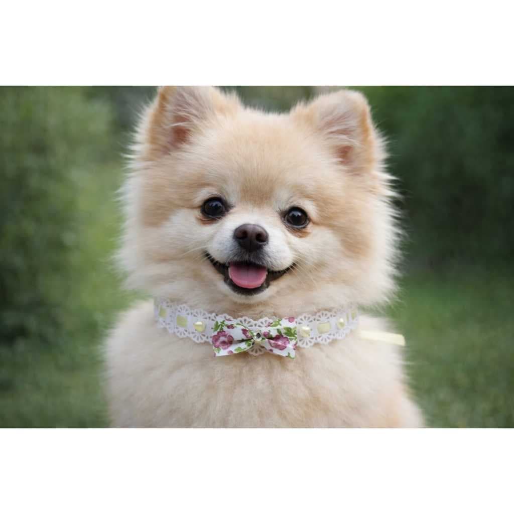 Kit colar Pet  acessório pet ideal para pet shop   deixa o seu  cão ou gato muito charmoso estilo pet francês