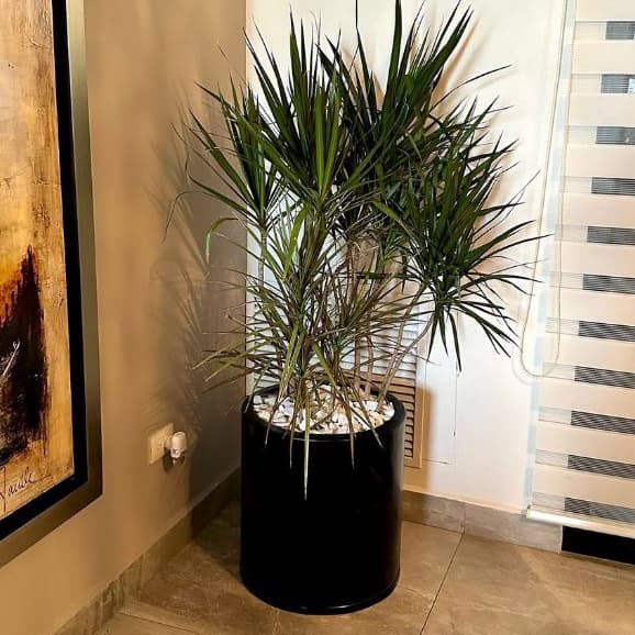 Vaso Fibra De Vidro Vietnamita 50cm Cilindro Vietnamita
