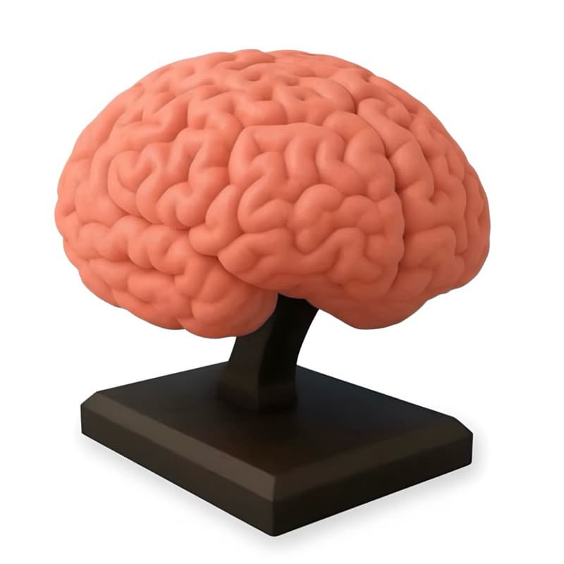 Cérebro Anatômico Para Estudos - Impressão 3D