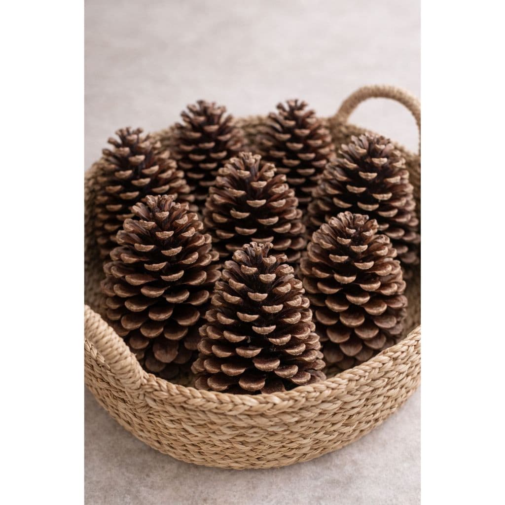 Kit Com Pinhas Naturais Para Decoração