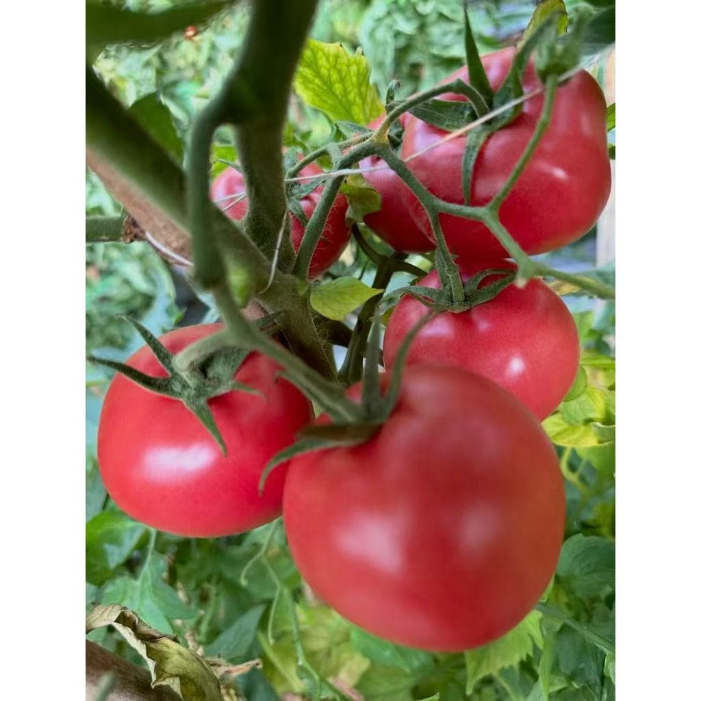 Sementes de Tomate Alta Germinação Para Horta Vaso Jardim