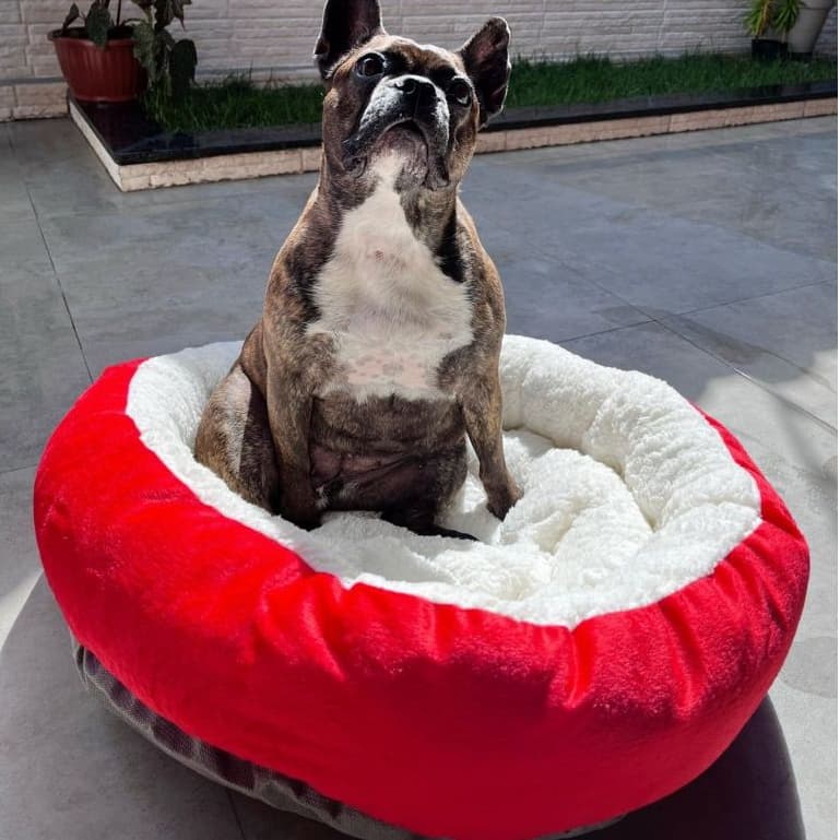 Cama Caminha Pet Redonda de Sherpa para Gatos e Cachorros Macia, Quentinha e Confortável