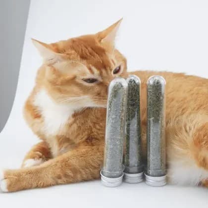 Cat nip 5 gramas cada Erva para gatos kit com 3un