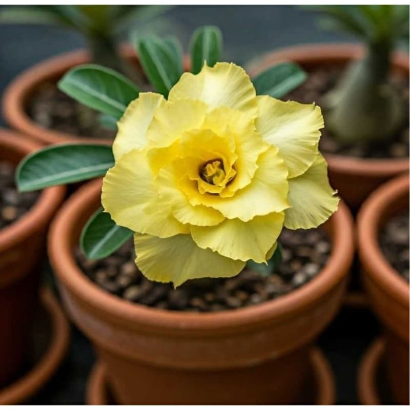 Rosas Do Deserto Dubai Amarela Tripla Originais Kit 3 Seeds