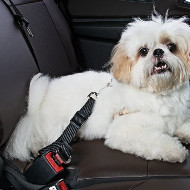 Guia para cachorro para automóvel- Qualidade Premium- Envio Imediato- Q5181