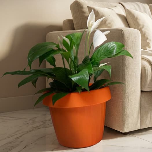 Vaso de flor planta redondo com prato anti dengue mosquito pequeno médio grande moderno qualidade Mixxnova