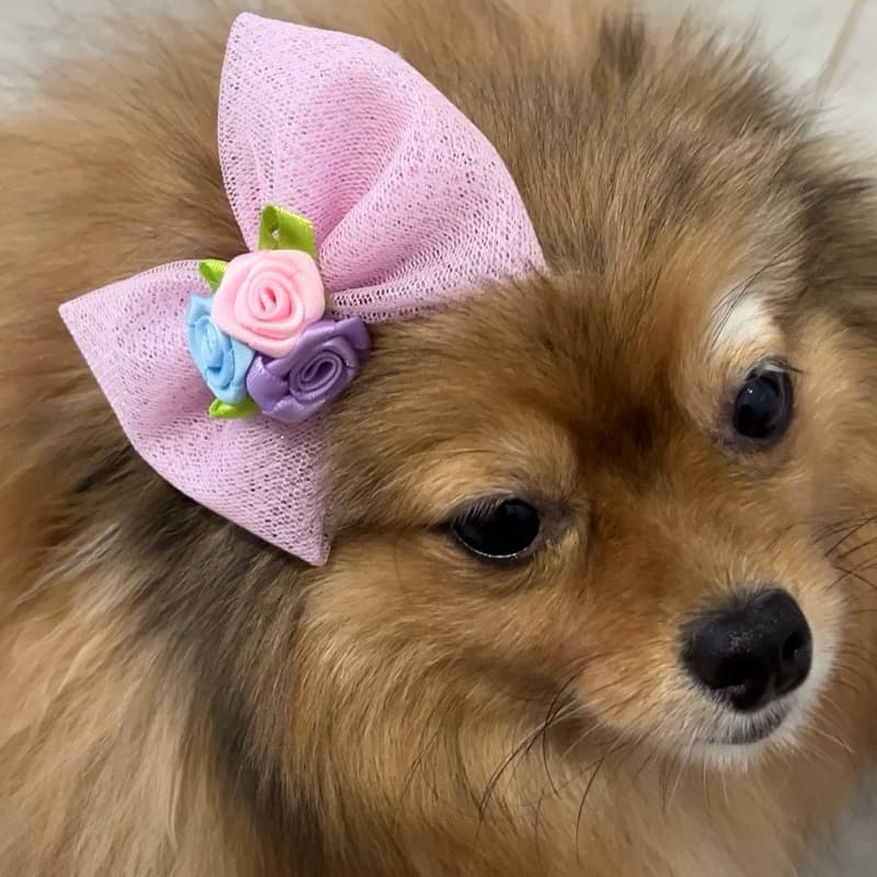 Laço Pet | Laço Pet Luxo | Acessórios Pet Fêmea | Laço Para Cachorro | Envio Imediato