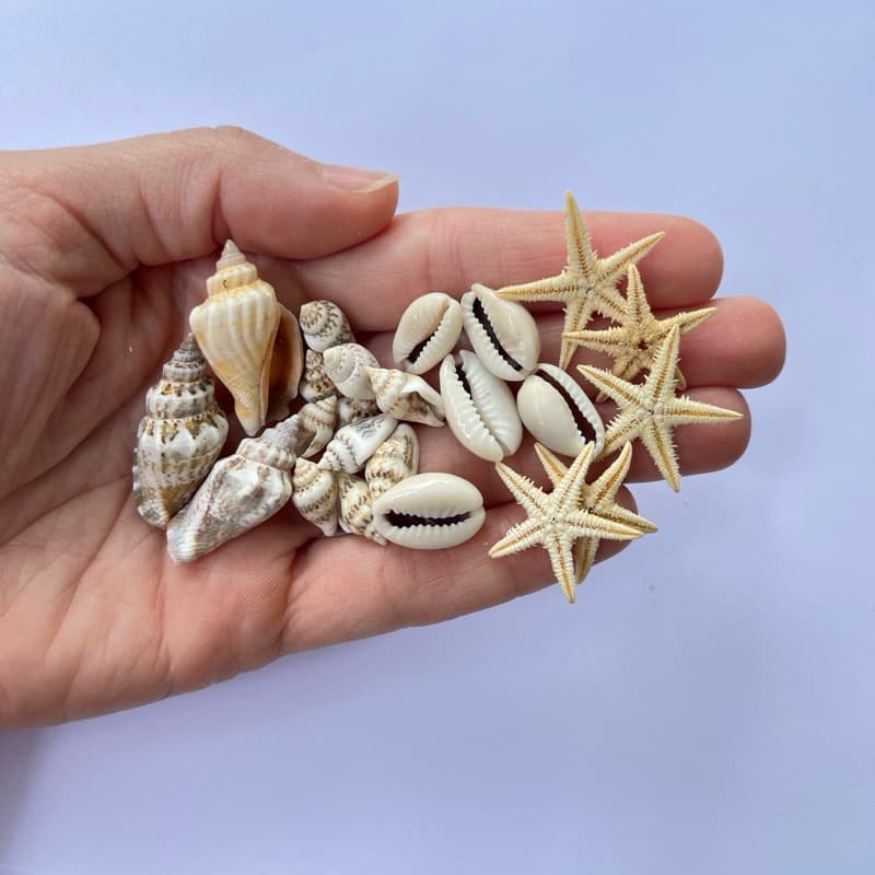 Kit 3 concha mesclad, 5 buzios, 5 estrela do mar, 10 concha mini 1cm - fundo do mar, sereia, yemanjá, aniversário sereia
