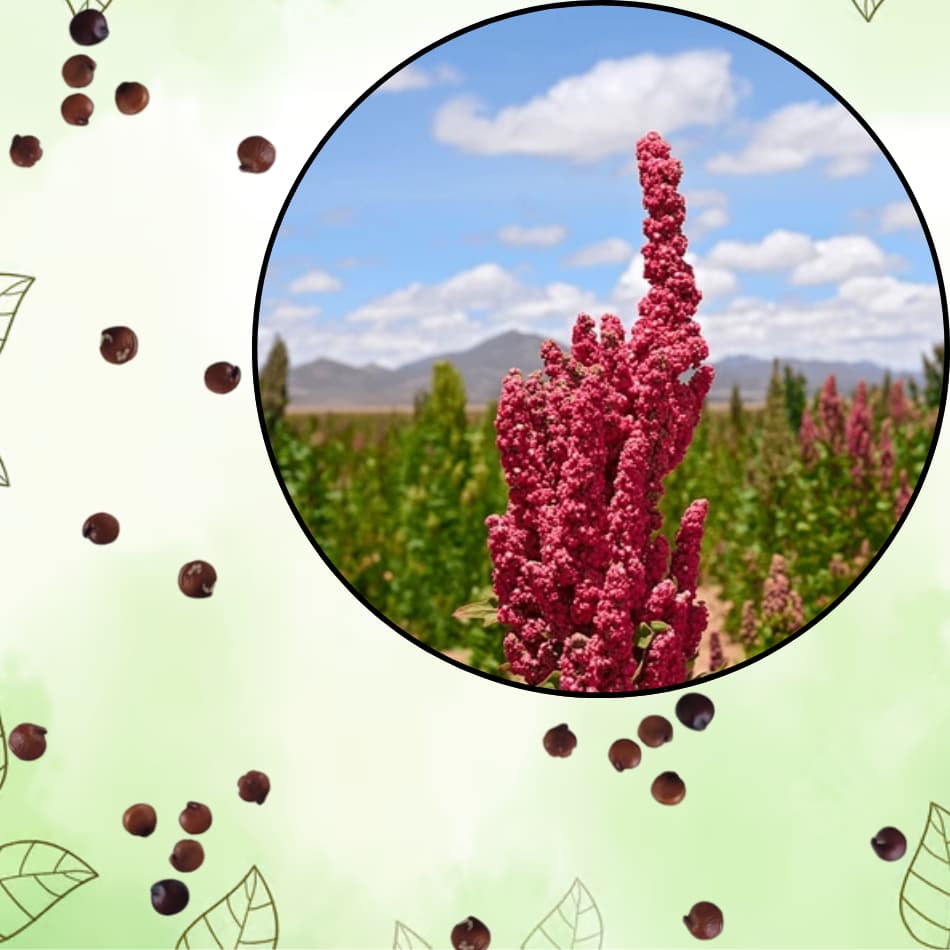 Sementes S90 Quinoa Vermelha Super Alimento Inca Cultivo Transforme Horta Clima Sabor Hoje
