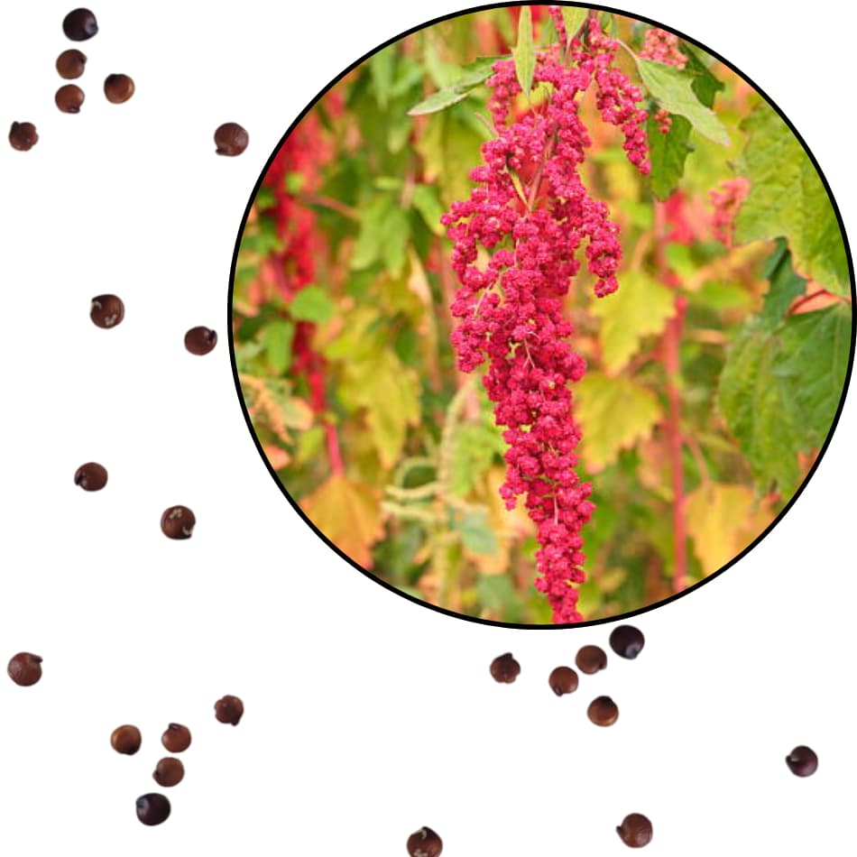 Sementes S90 Quinoa Vermelha Super Alimento Inca Cultivo Transforme Horta Clima Sabor Horta