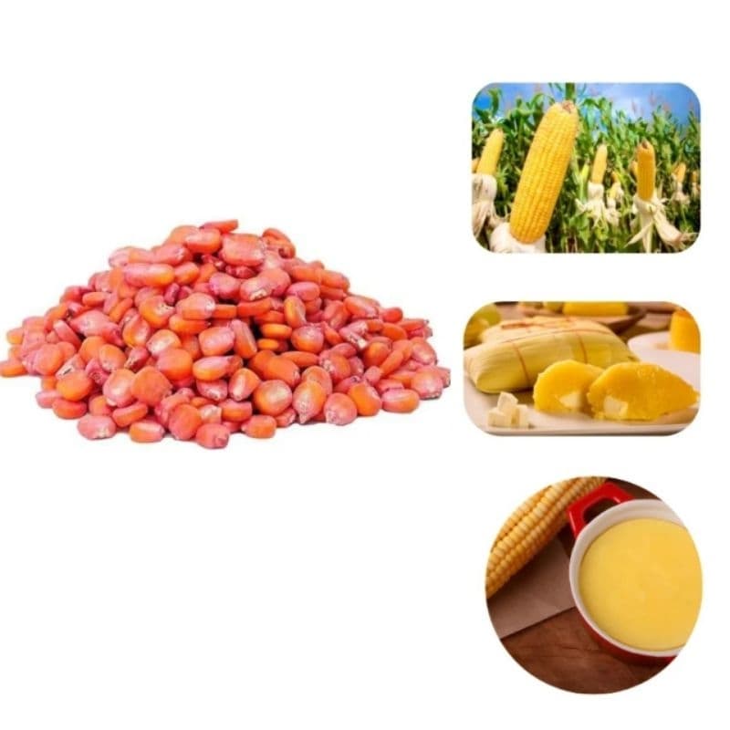 Milho Híbrido Doce Pamonha Espiga Grande para Plantio Natural do Norte de Minas Gerais