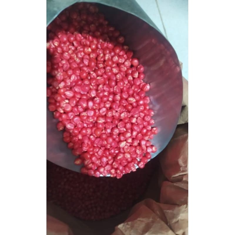 Milho Híbrido para Plantio Natural do Norte de Minas Gerais 1kg