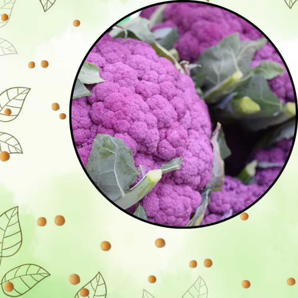 Sementes S94 Couve-Flor Roxa Sua Horta Chegou! Sementes SELECIONADAS TEMPO QUALIDADE CLIMA