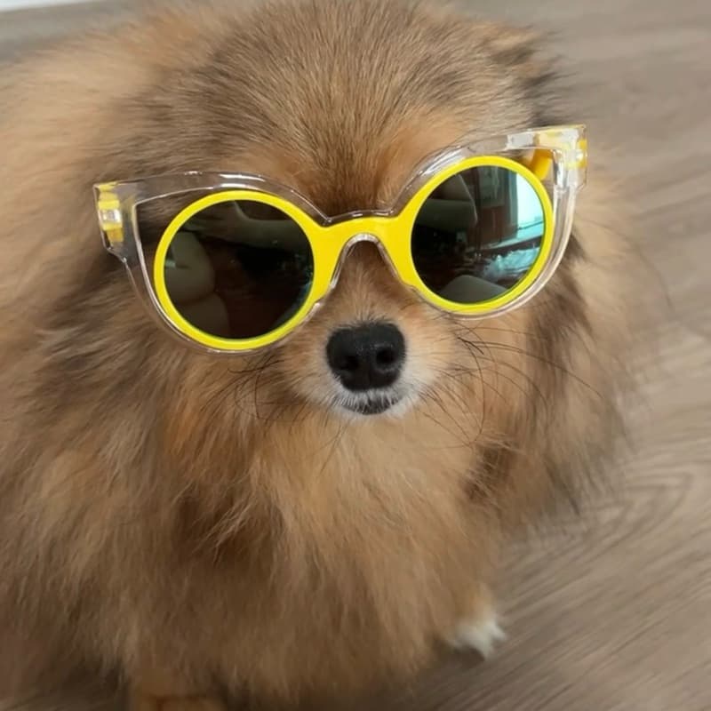 Óculos para Pet | Cachorro Acessórios | Pet | Envio Imediato