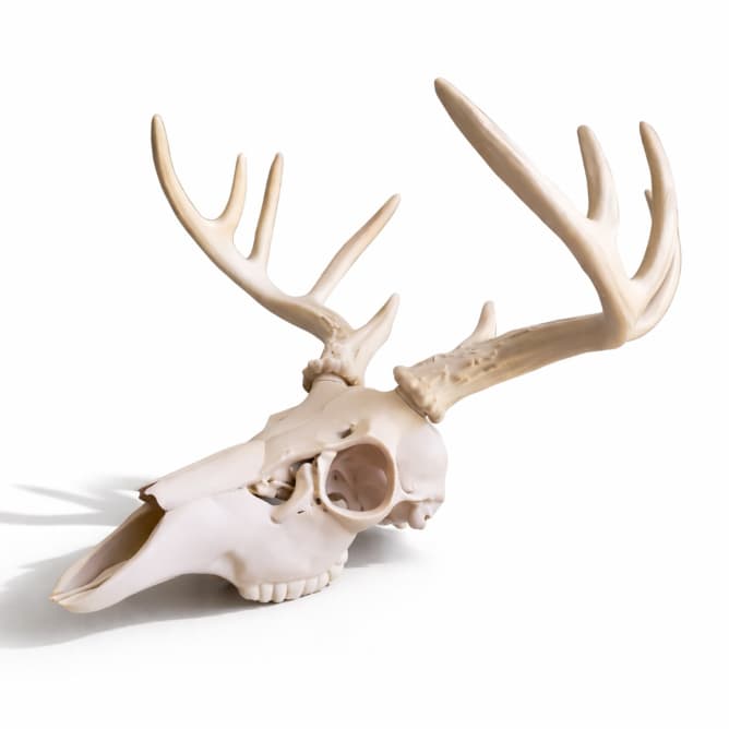 Crânio de Cervo/Alce/Veado Escultura Decorativa | Decoração Rústica e Moderna