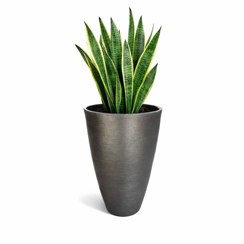 Vaso Plantar Lirio da Paz Espada de Sao Jorge Ideal para Sala Escritório Restaurante 45x30 Oval Moderno Polietileno