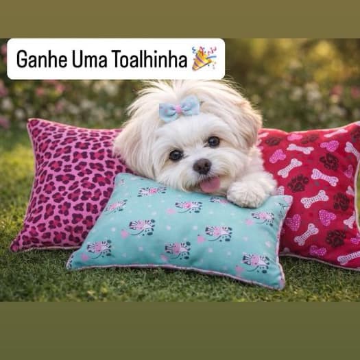 Kit 3 Travesseiro Almofada Brinquedo Pet Gato e  cachorro