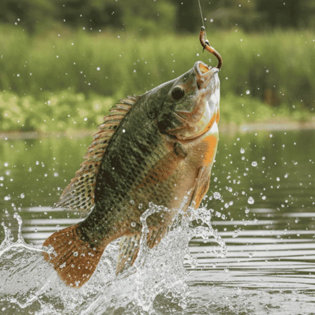 Kit Isca Artificial Minhoca 5 Unidades Com Anzol Pesca