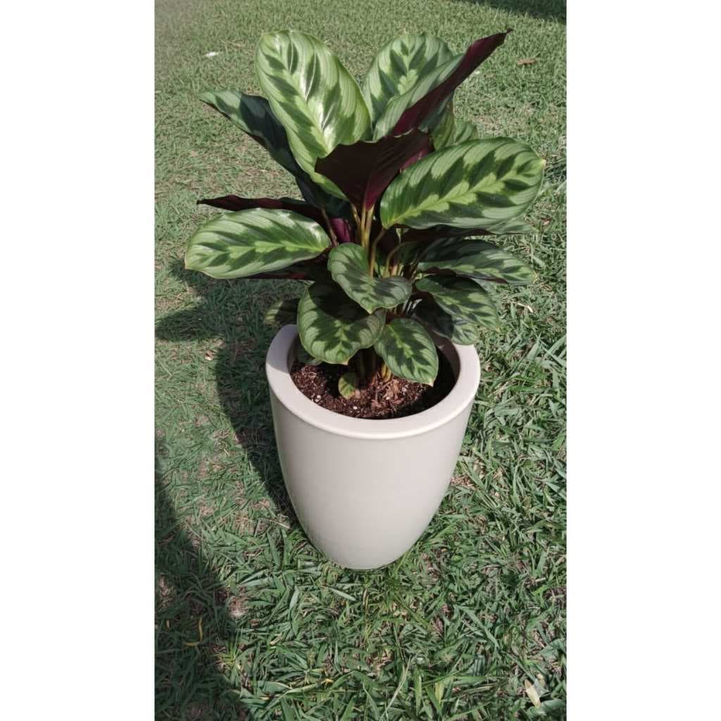 vaso polietileno coluna Redonda polida cor bege decorativo..