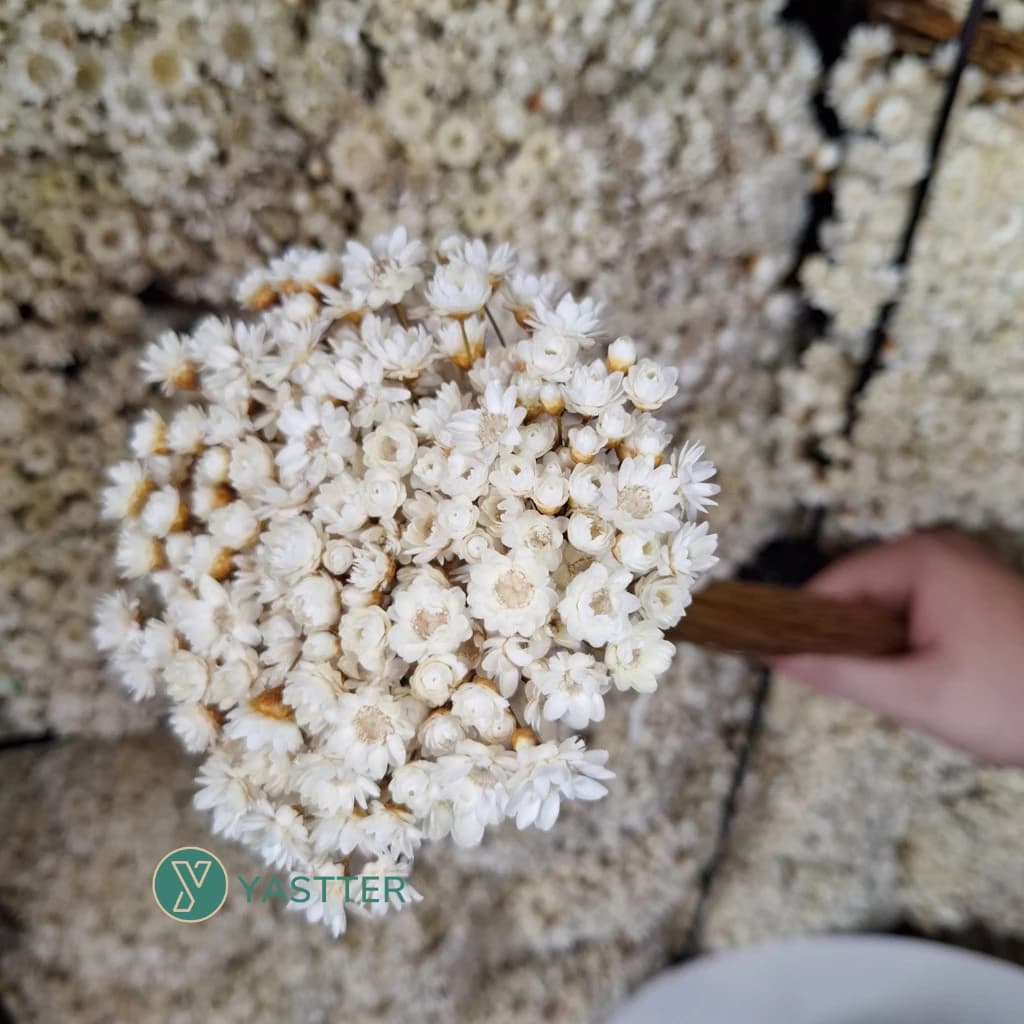 Flor Sempre Viva Premium Seca e Desidratadas Cor Branca | 200 a 1.000 Flores Decoração e Buquê