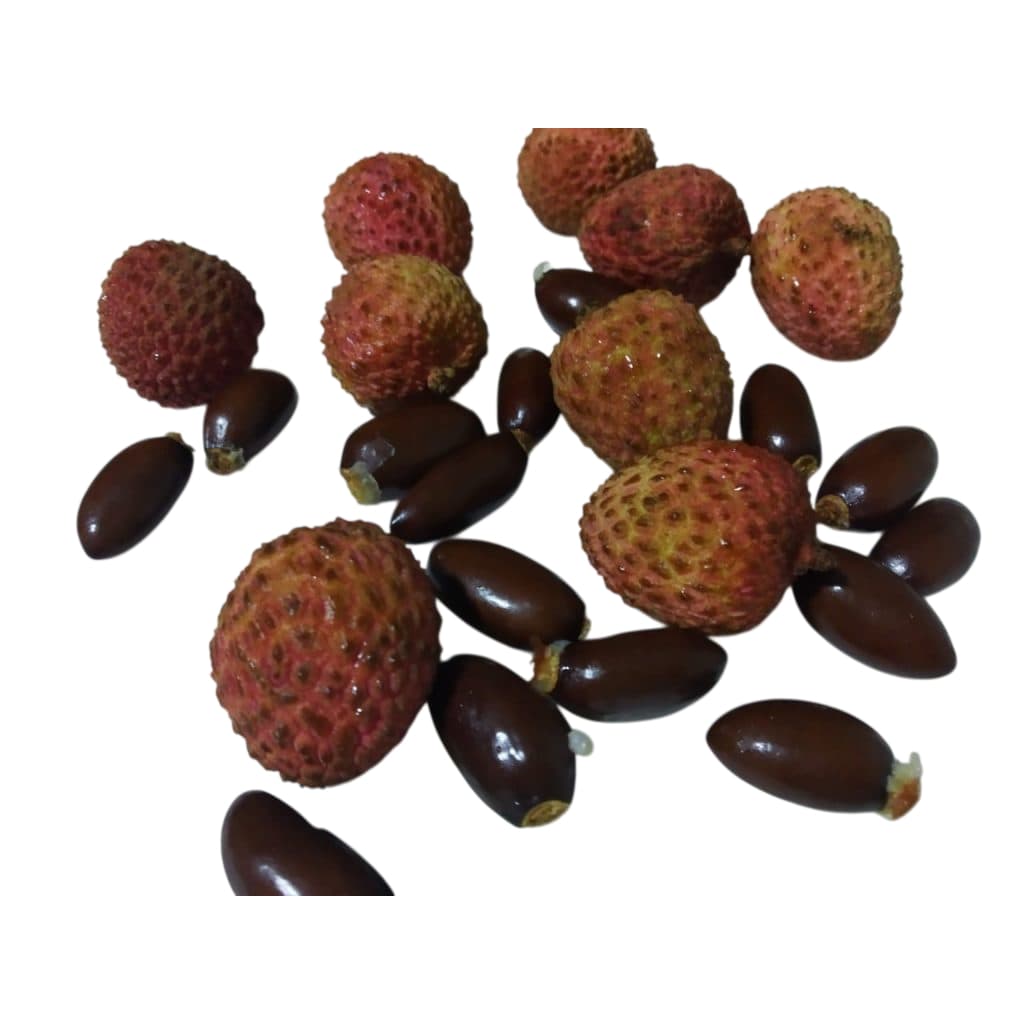 5 sementes de Lichia exclusivas para plantar e cultivar mudas. Plantio no vaso ou quintal